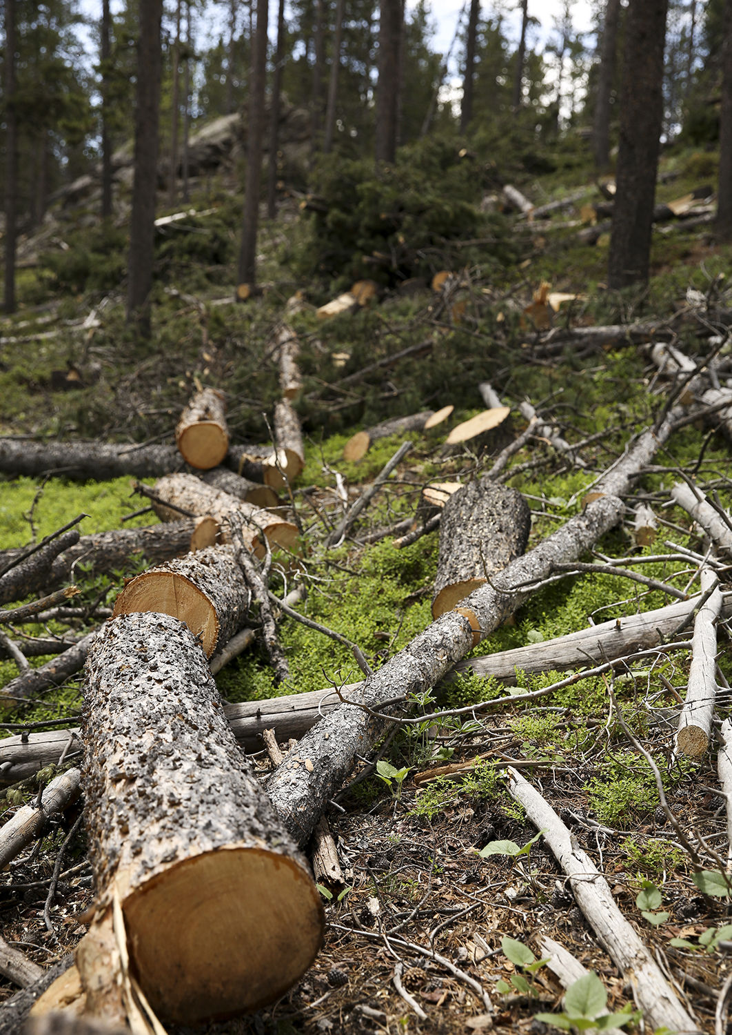 By thinning the trees and preventing the fire from staying in the canopy